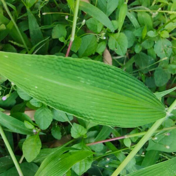 Setaria barbata Blad