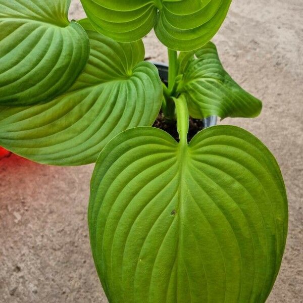 Hosta sieboldiana Lapas