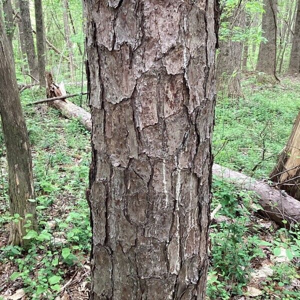 Pinus resinosa Bark