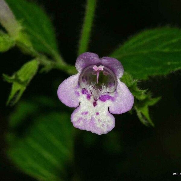 Clinopodium menthifolium 花