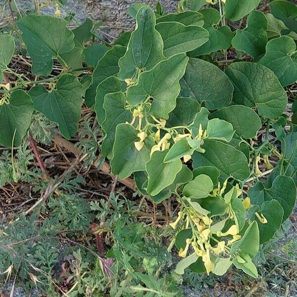 Aristolochia clematitis ᱛᱟᱦᱮᱸ