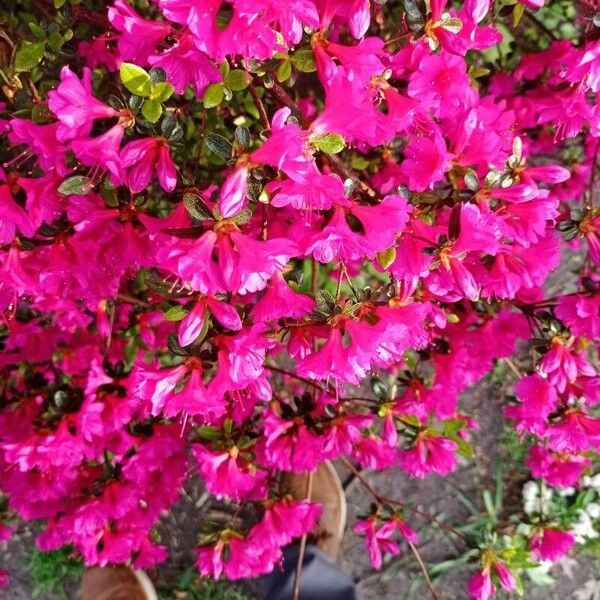 Rhododendron kiusianum Floare