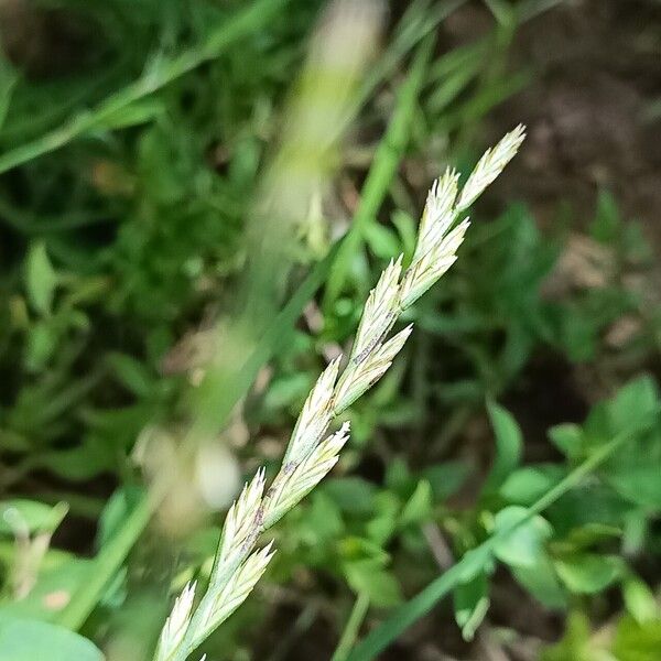 Lolium perenne Blomma