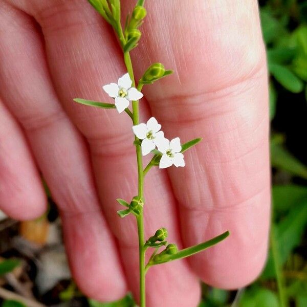 Thesium alpinum Floare