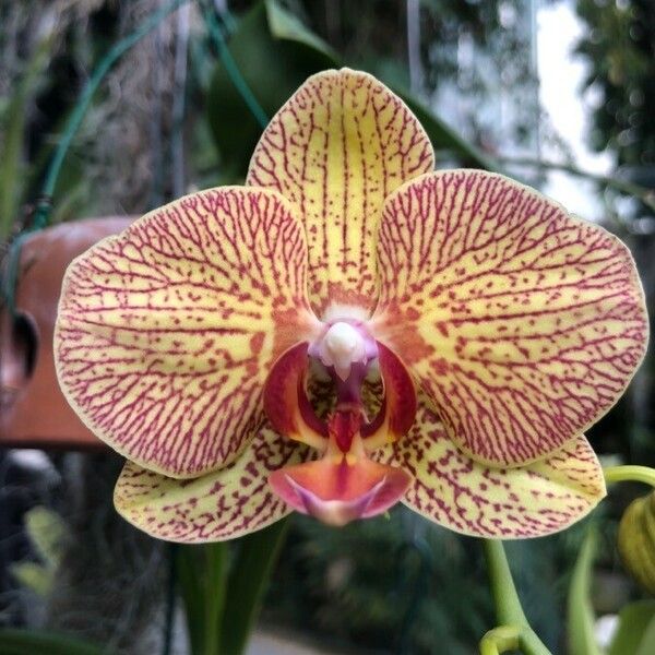 Phalaenopsis amabilis Цвят