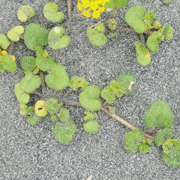 Abronia latifolia 花