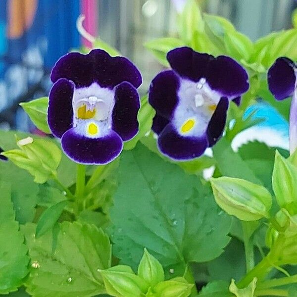 Torenia fournieri 花