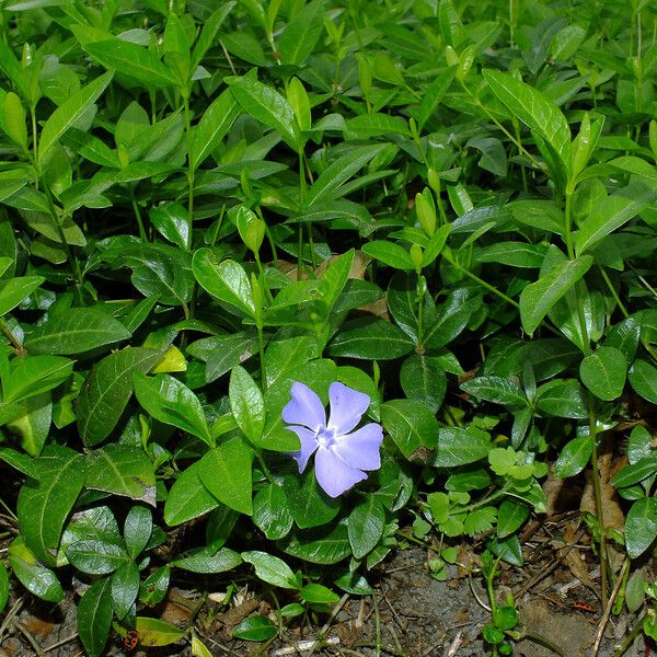 Vinca minor Habitus