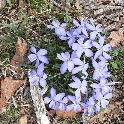 Viola pedata Other