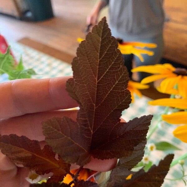 Physocarpus opulifolius Leaf