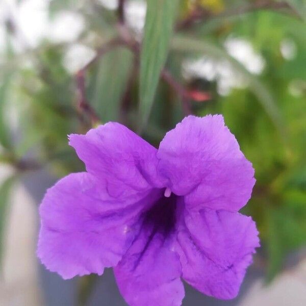 Ruellia simplex Floro