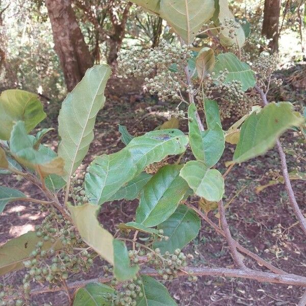 Maesa lanceolata Hábitos