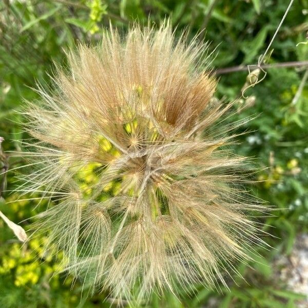 Tragopogon dubius Frukt