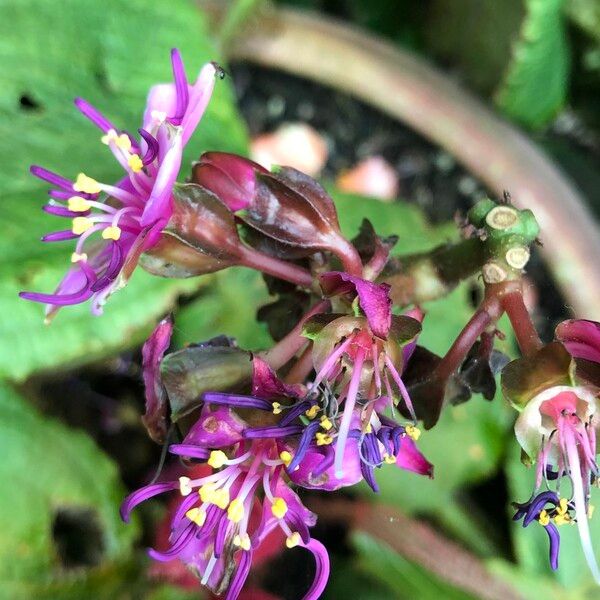 Tigridiopalma magnifica 花