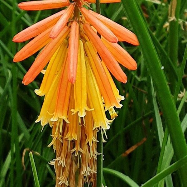 Kniphofia × praecox Bloem