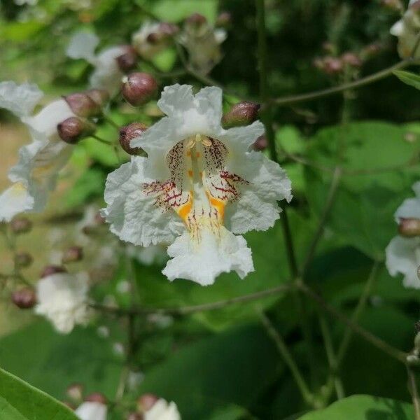 Catalpa bignonioides Floare