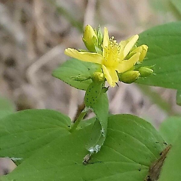 Hypericum tetrapterum Flower