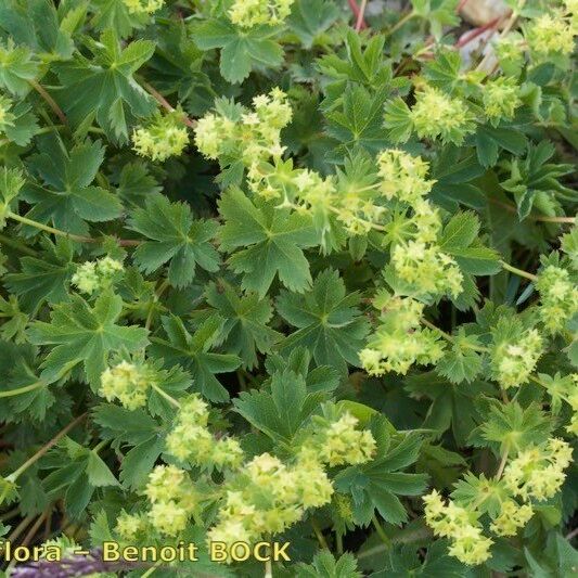 Alchemilla fissa Staniste