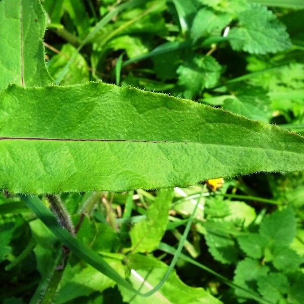 Picris hieracioides Frunză