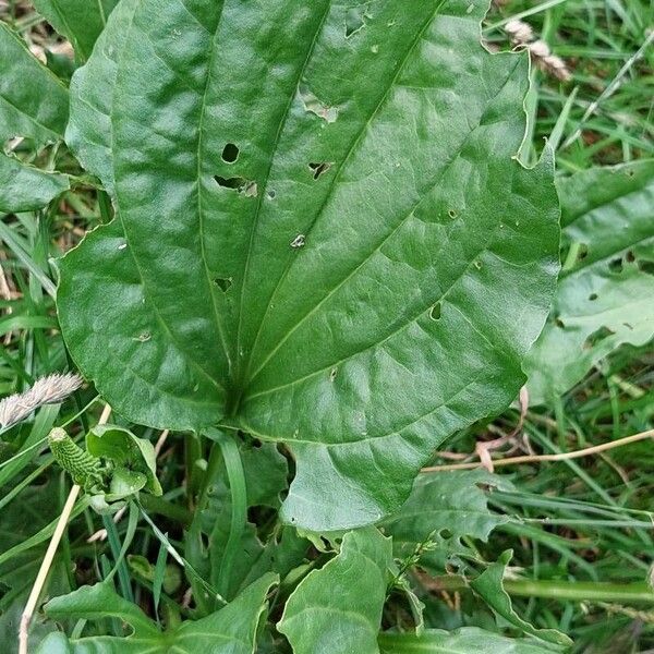 Plantago major 叶