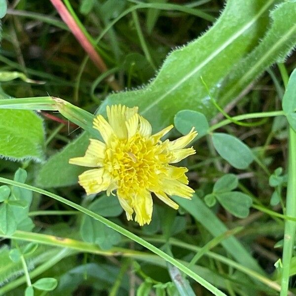 Leontodon hispidus Floare