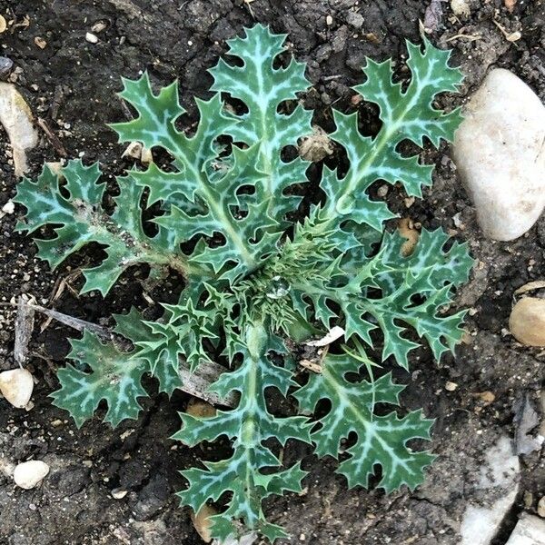 Argemone ochroleuca Folha