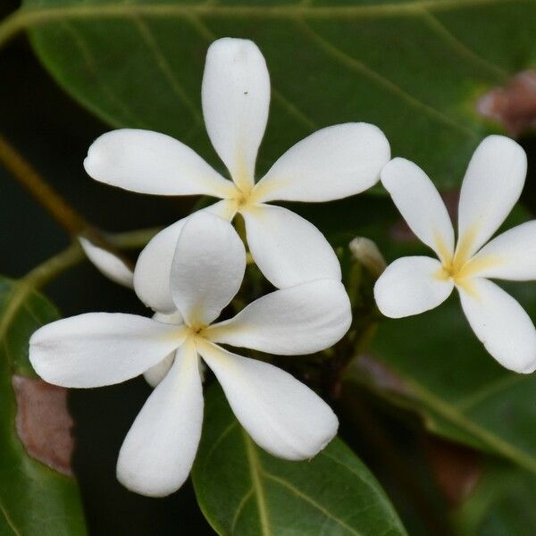 Saba comorensis Blomma