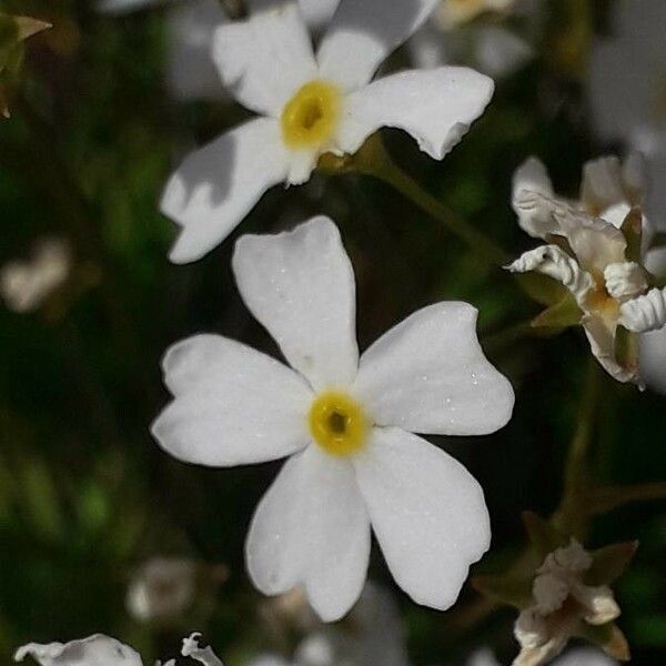 Androsace lactea Flower