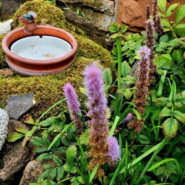 Astilbe rubra Habit