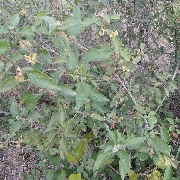 Acalypha fruticosa Yaprak