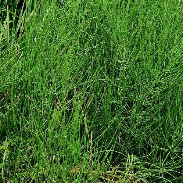 Equisetum palustre 叶