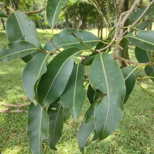 Syzygium cumini Leht