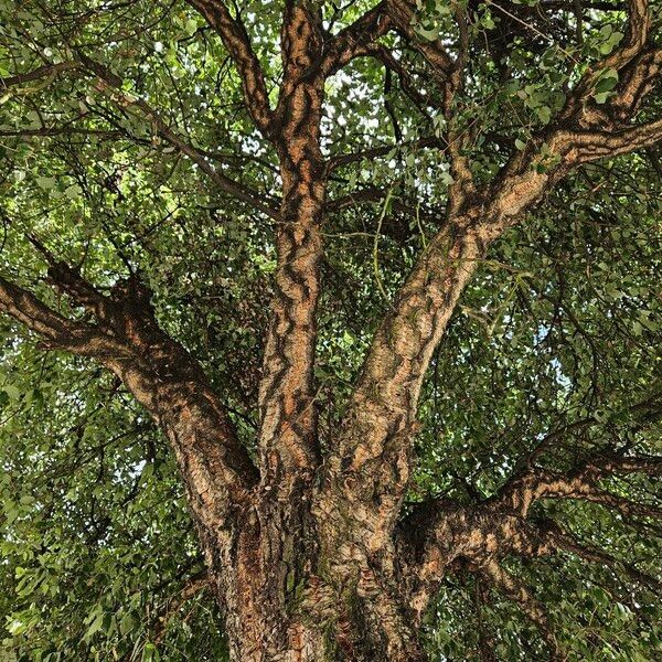 Quercus suber Costuma