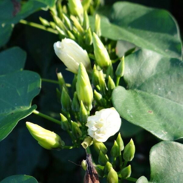 Ipomoea corymbosa Flor