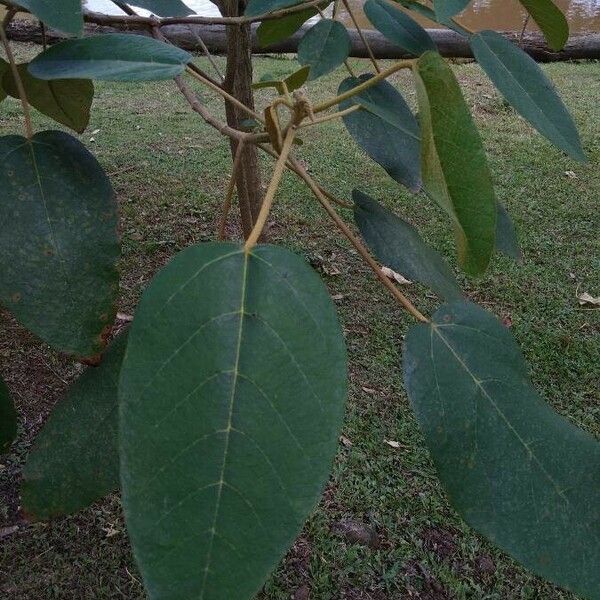 Croton urucurana Blad