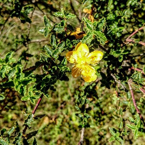 Hypericum balearicum Flower