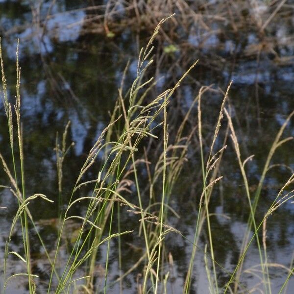 Paspalum urvillei Habit