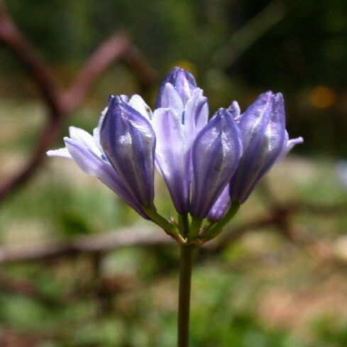 Dichelostemma multiflorum Blomst