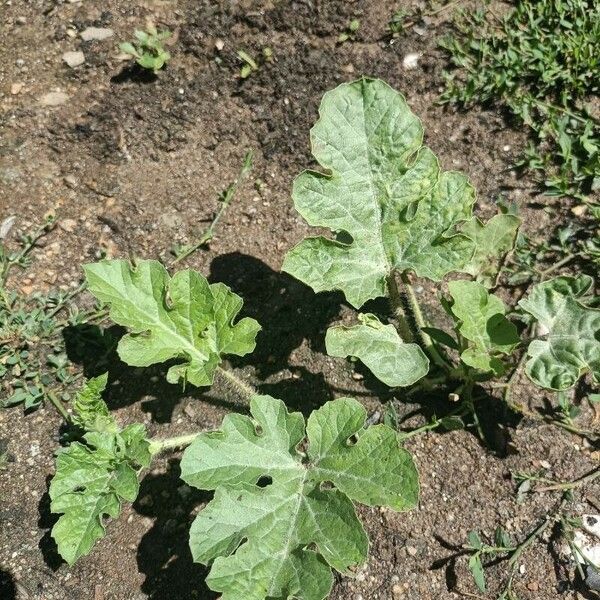 Citrullus lanatus Leaf