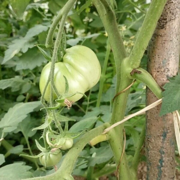 Solanum lycopersicum Plod