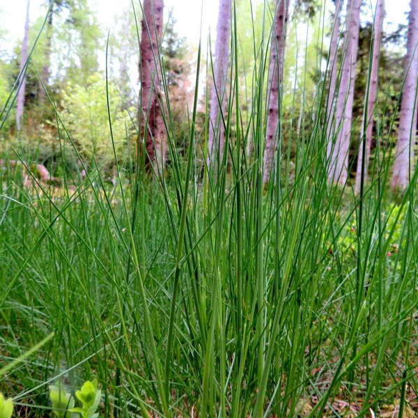 Elymus repens Habit