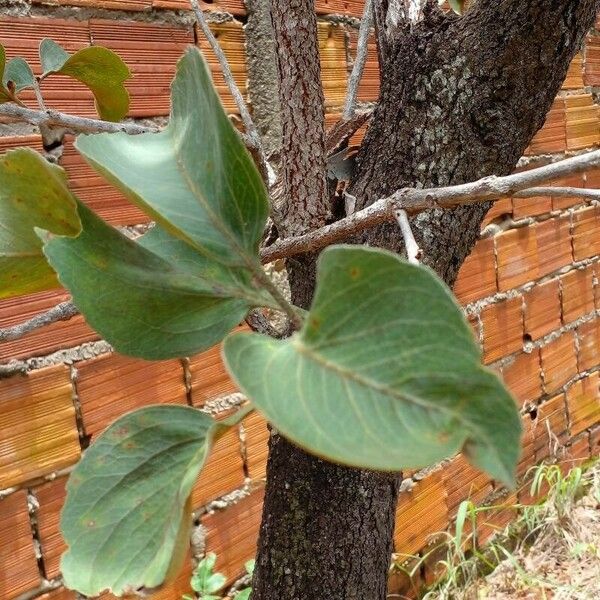 Roupala montana Bark