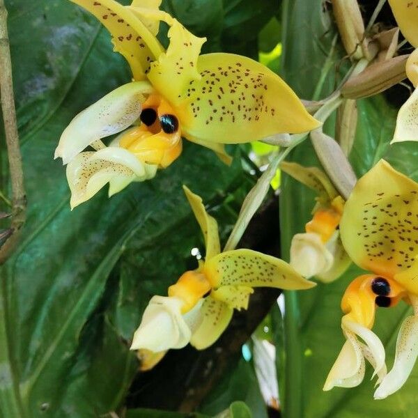 Stanhopea wardii Cvet