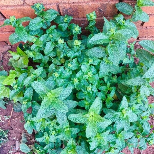 Mentha × rotundifolia Folla