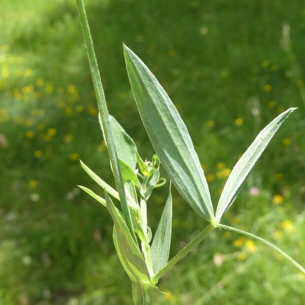 Lathyrus pratensis पत्ता