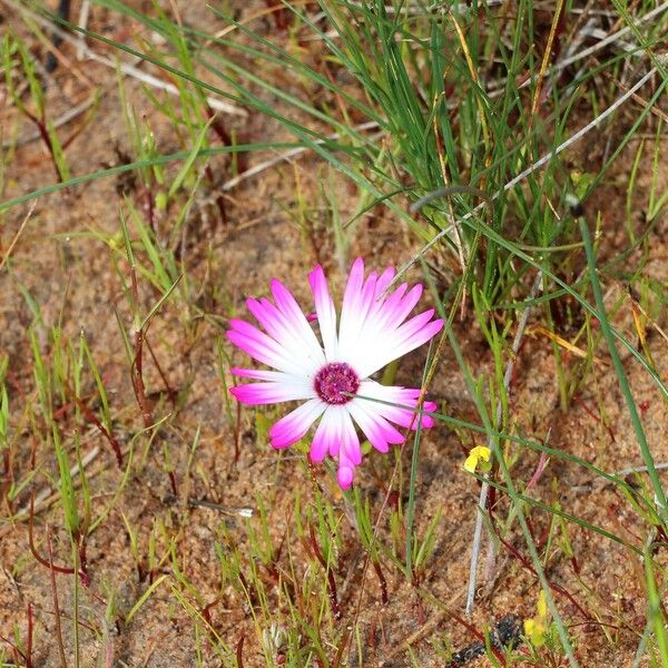 Dorotheanthus bellidiformis फूल