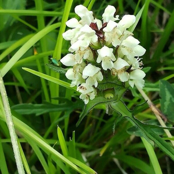 Prunella laciniata Cvet