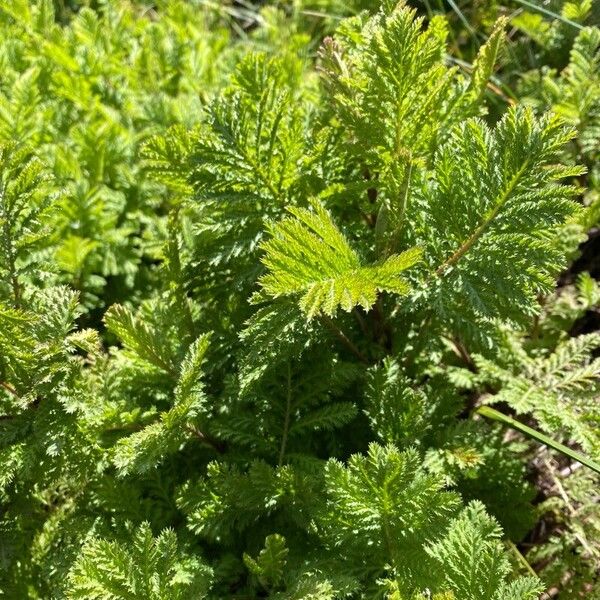 Artemisia annua 叶