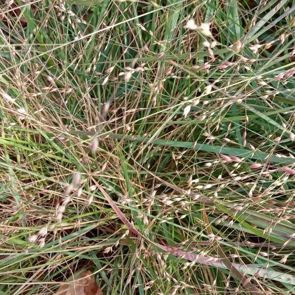 Panicum virgatum Blomst