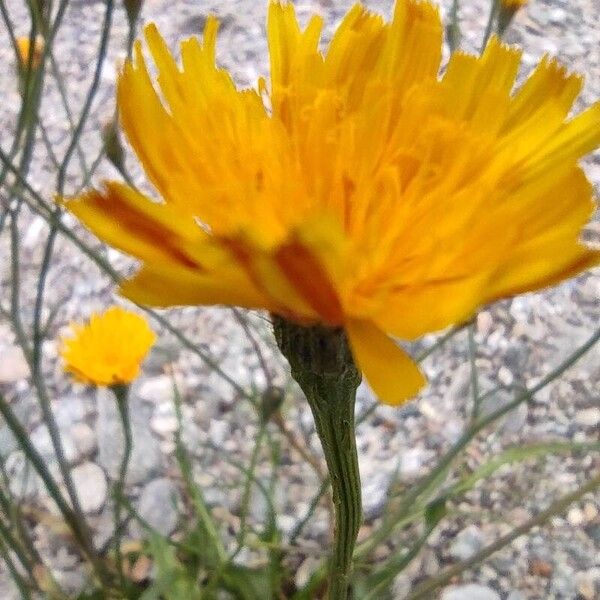 Scorzoneroides autumnalis Blomst